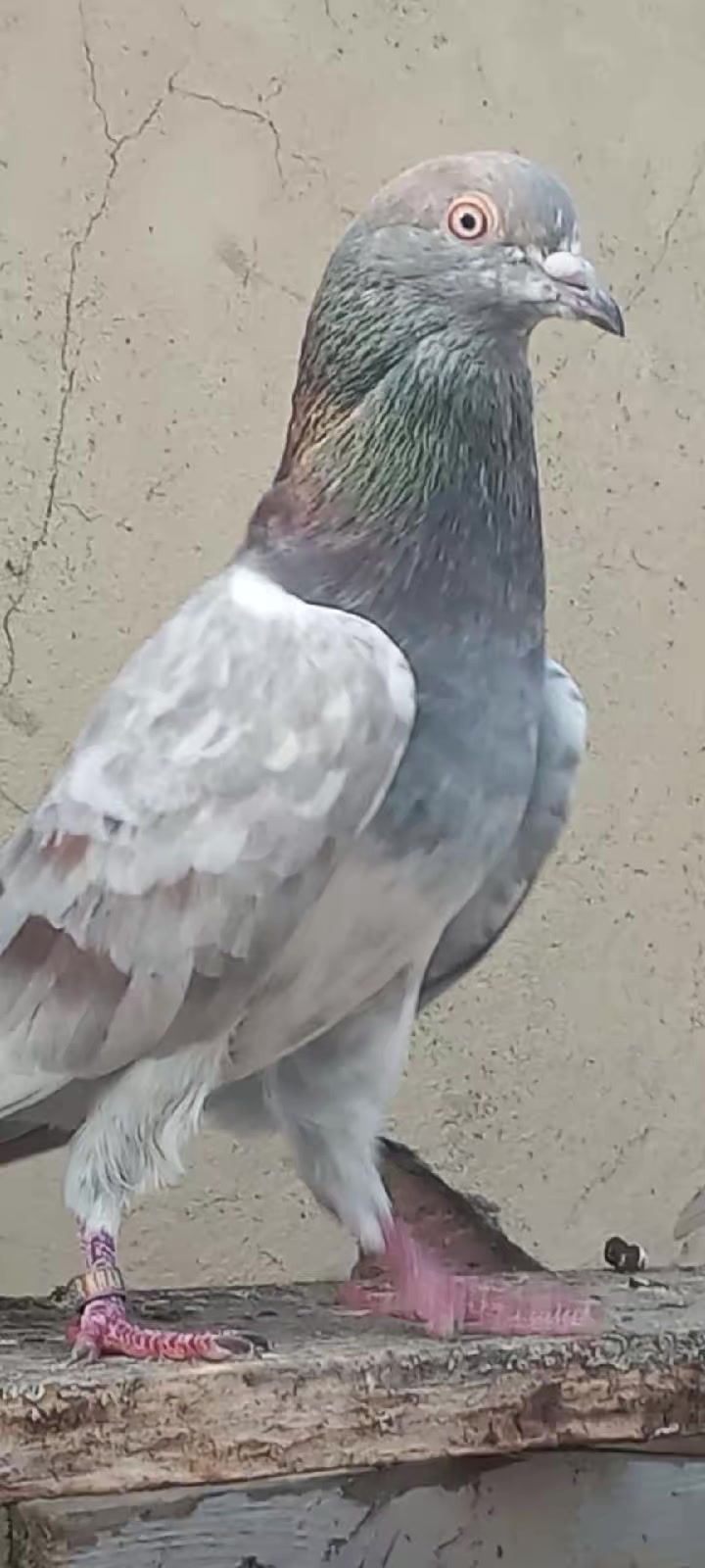 @Ranakasuripigeon