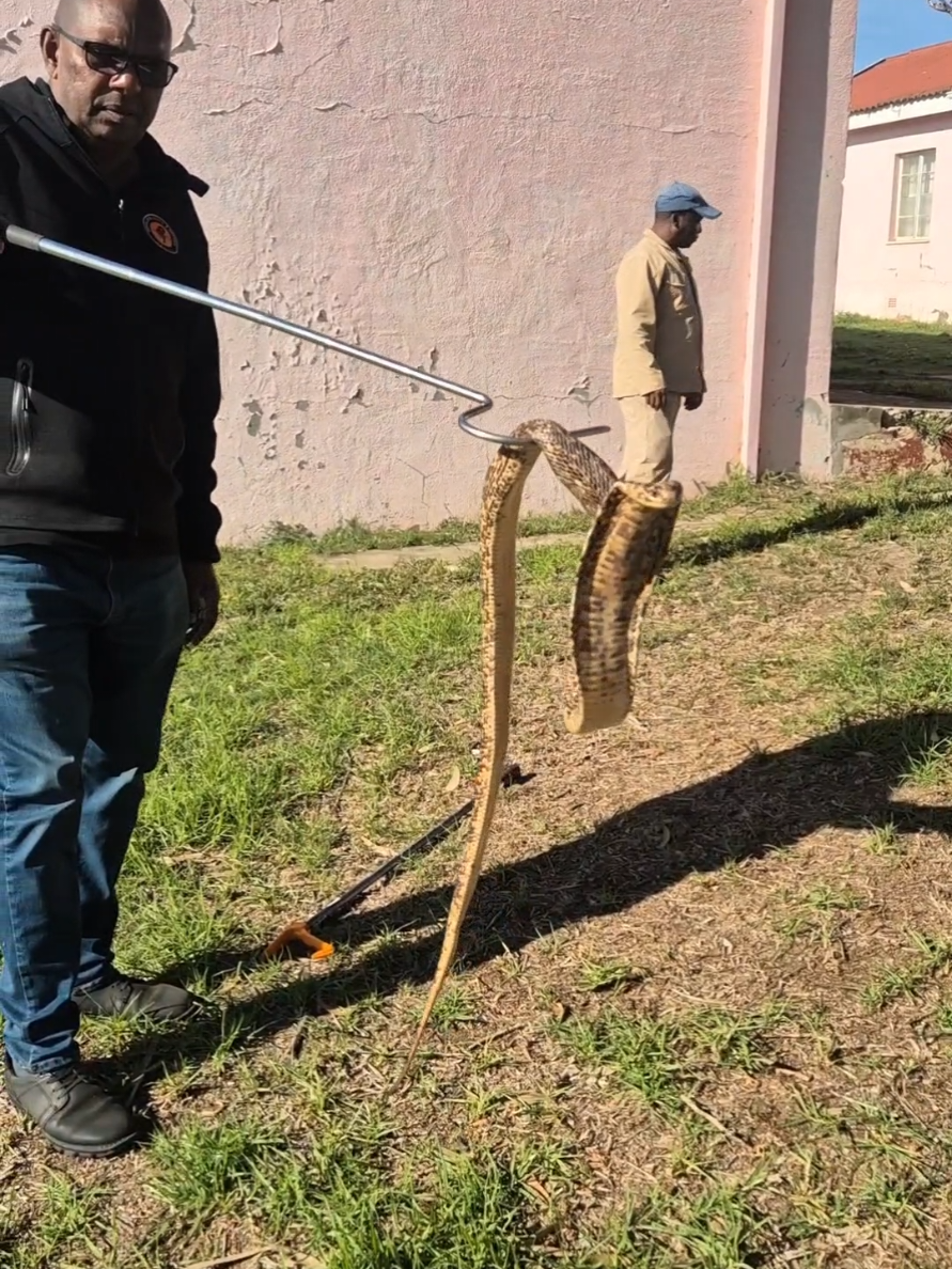 @SnakeRescue NSRR Eastern Cape