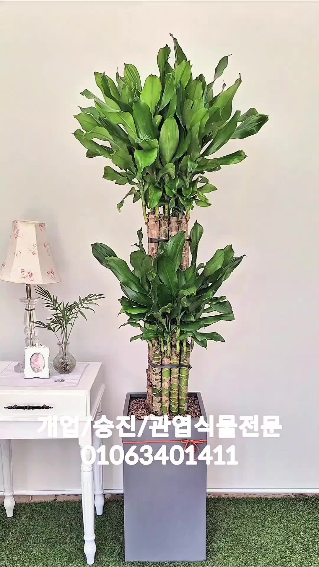 @hayaflower
