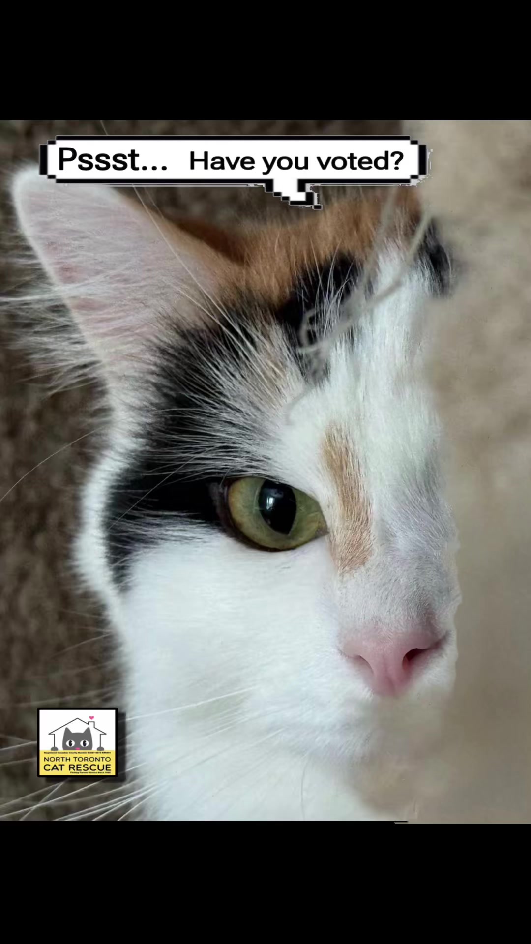 @North Toronto Cat Rescue