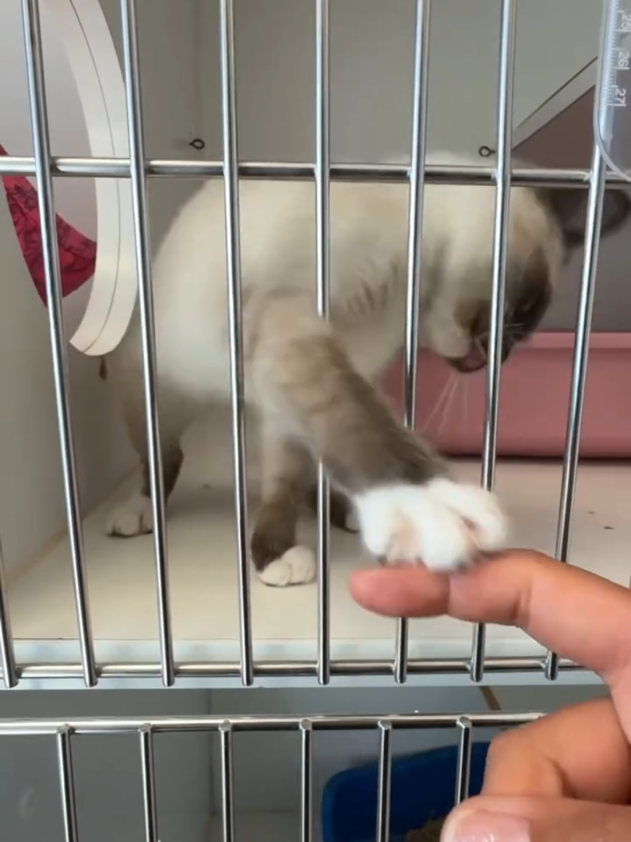@Oakland Animal Services