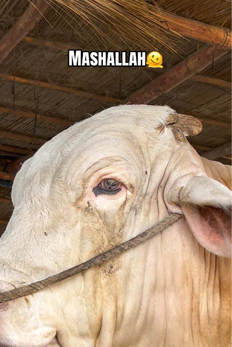 @Cattle_Guy&rsquo;s