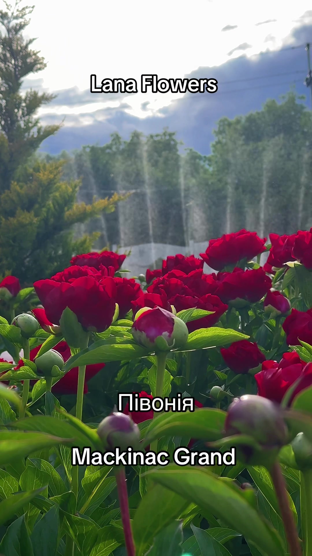 @Lana_Flowers