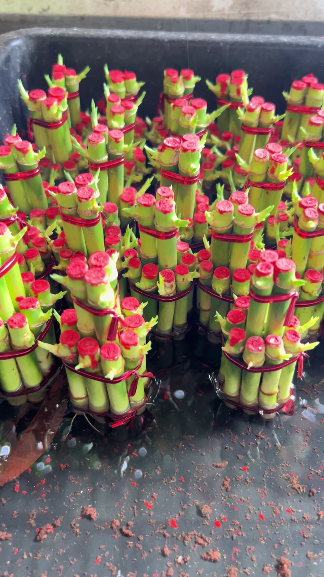@ไผ่กวนอิมใส่โหลปลากัด