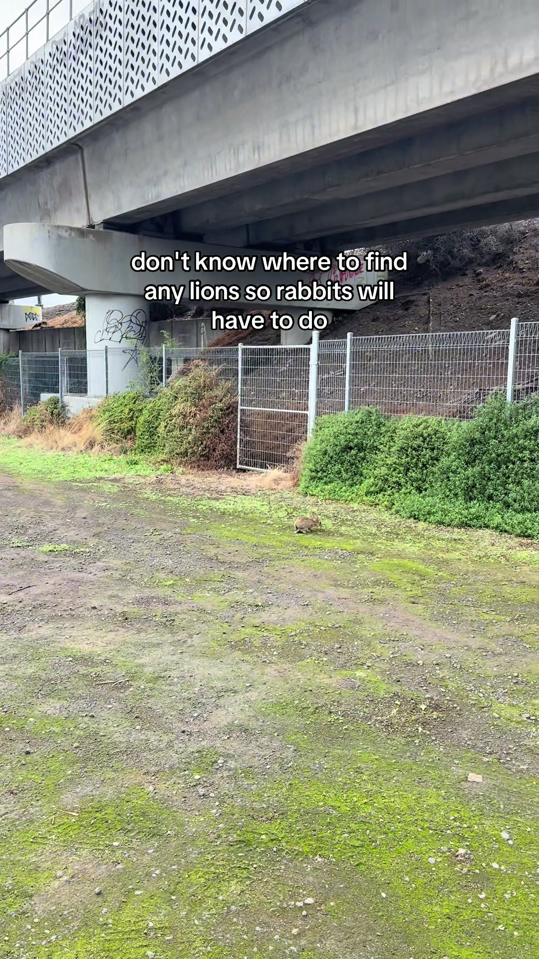 @roverfromthearea