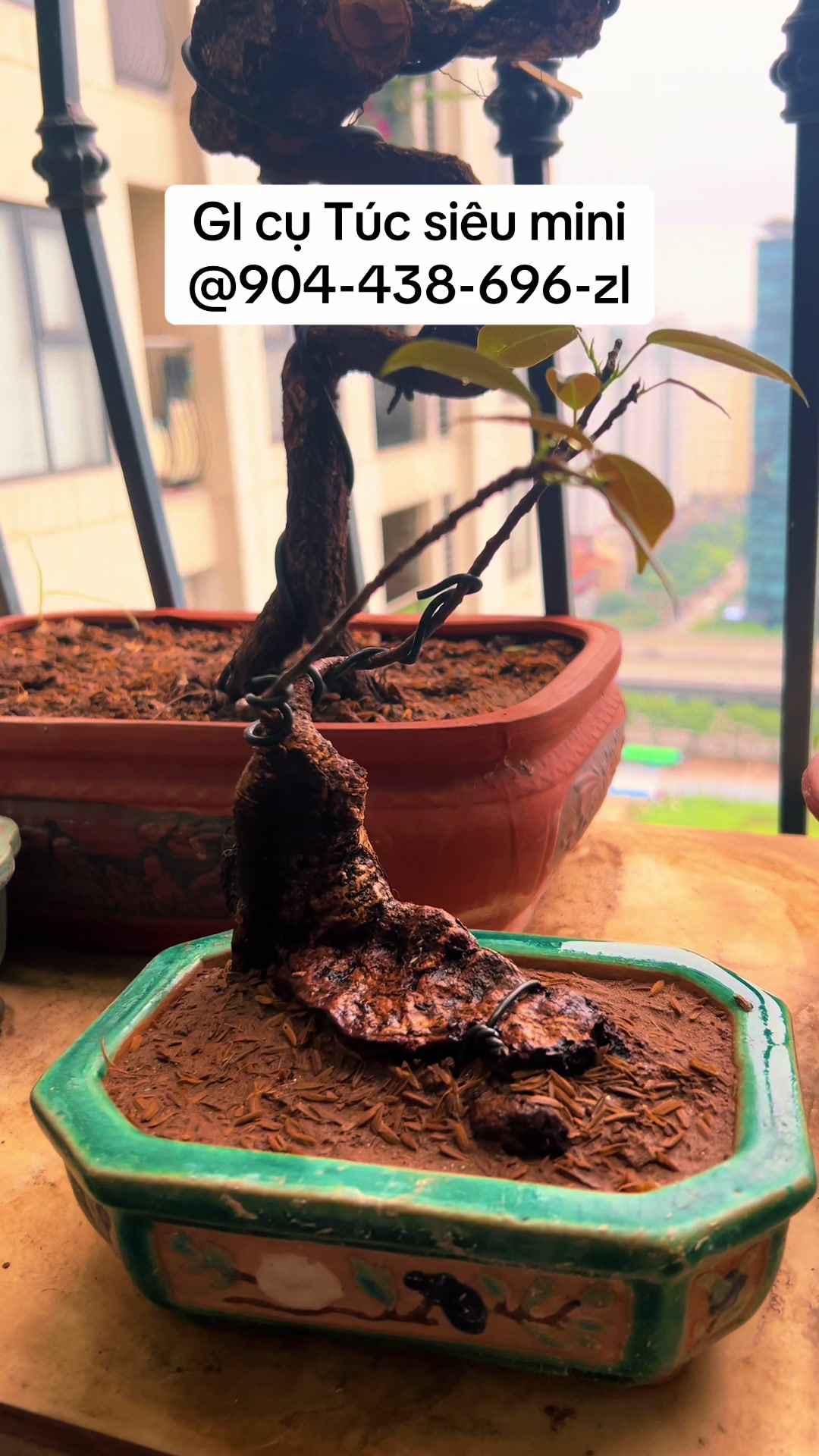 @Minh Phong Bonsai