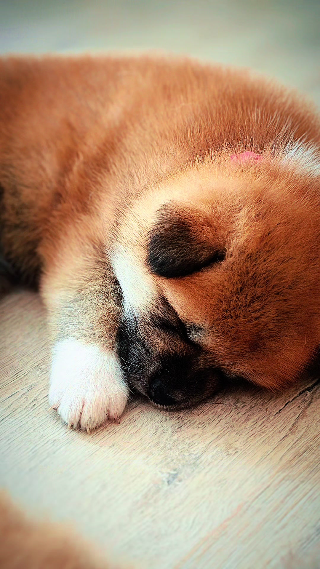 @oh_myakita