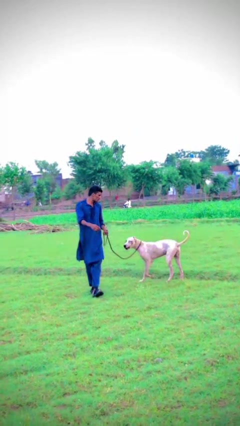 @GUJJAR Mandi ala 69