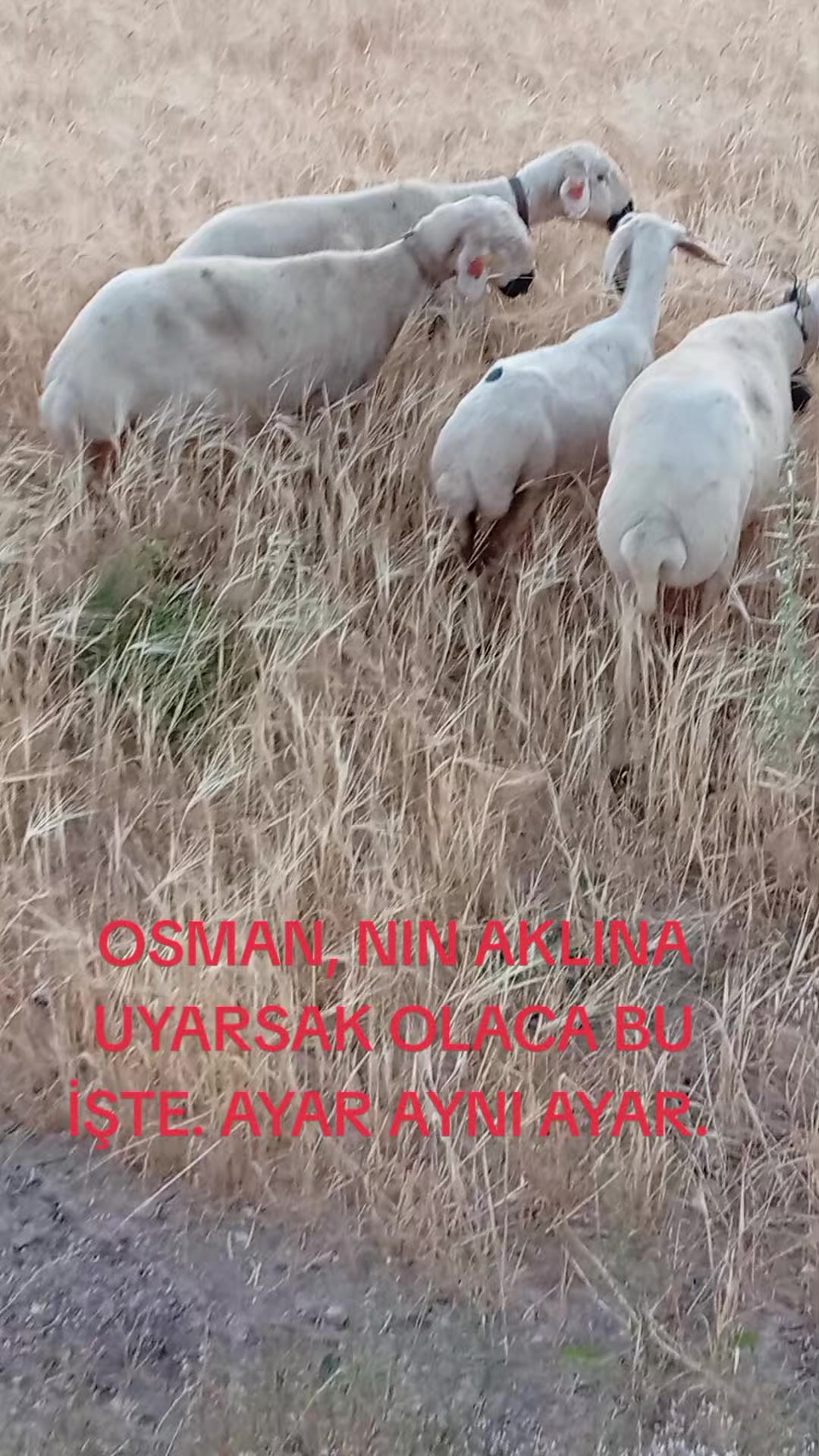 @HAYAL KEŞ