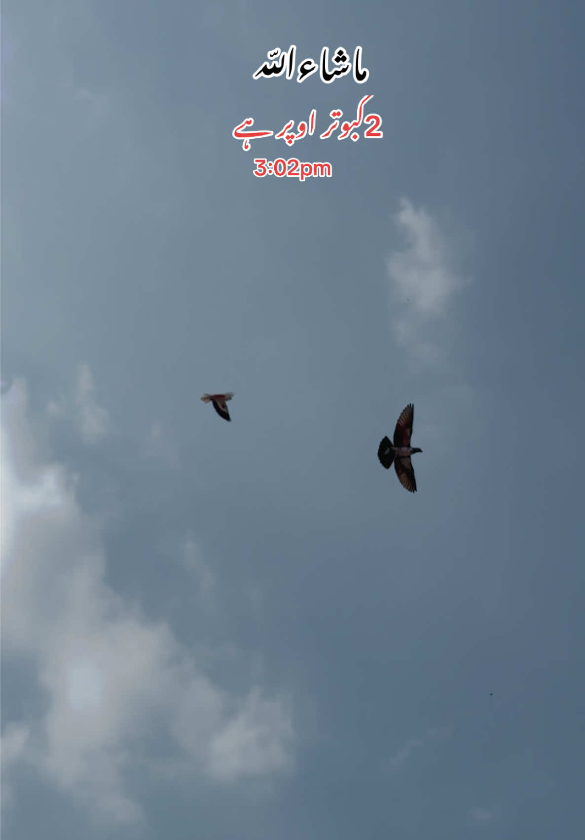 @Dar pigeons club