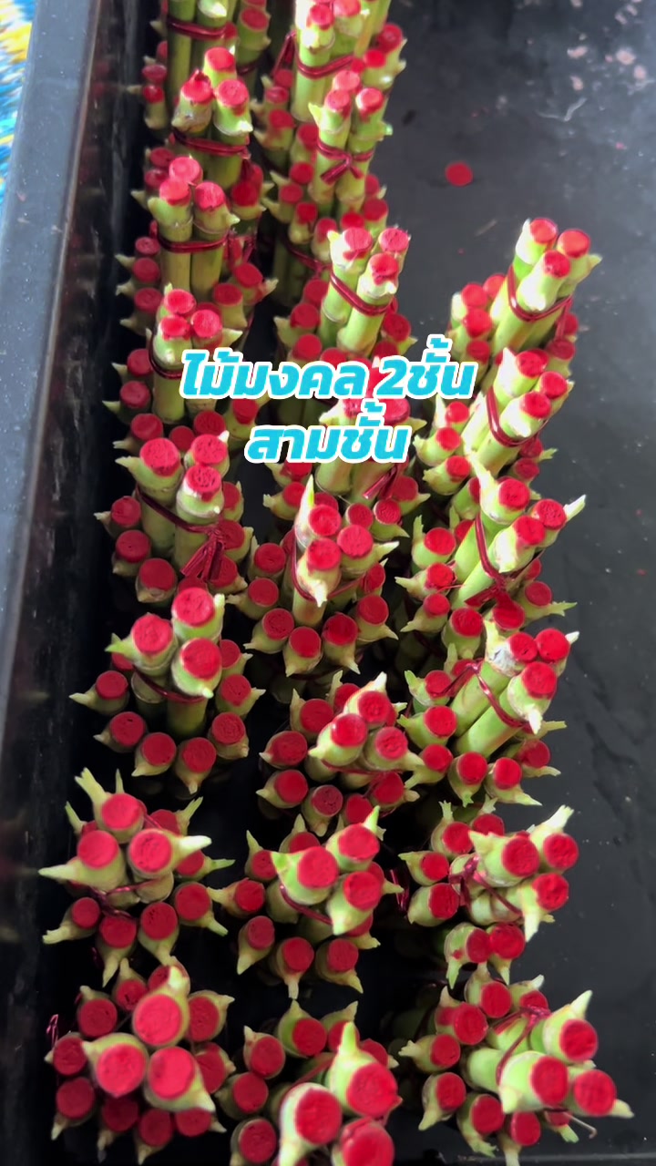 @ไผ่กวนอิมใส่โหลปลากัด