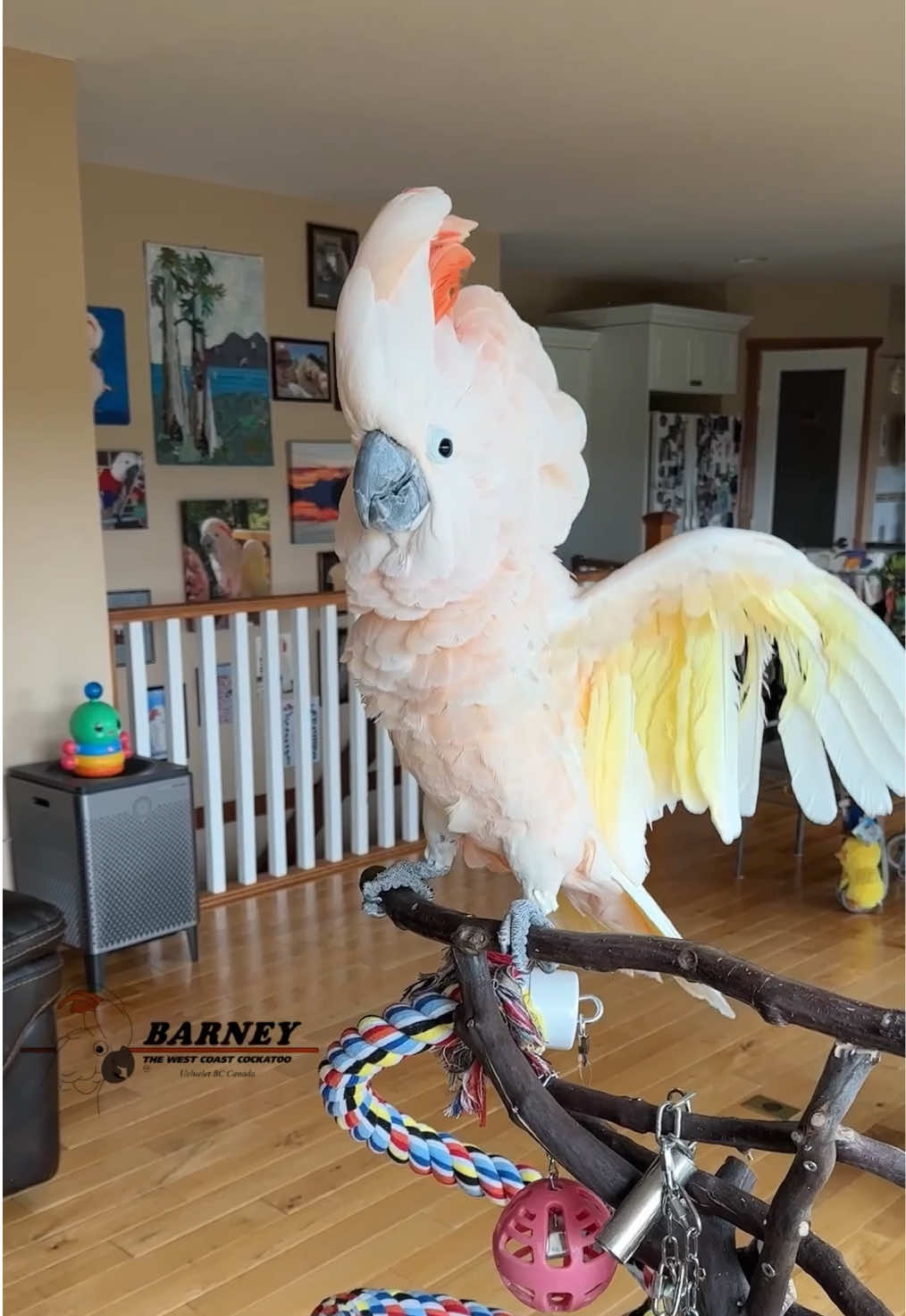 @Barney the West Coast Cockatoo