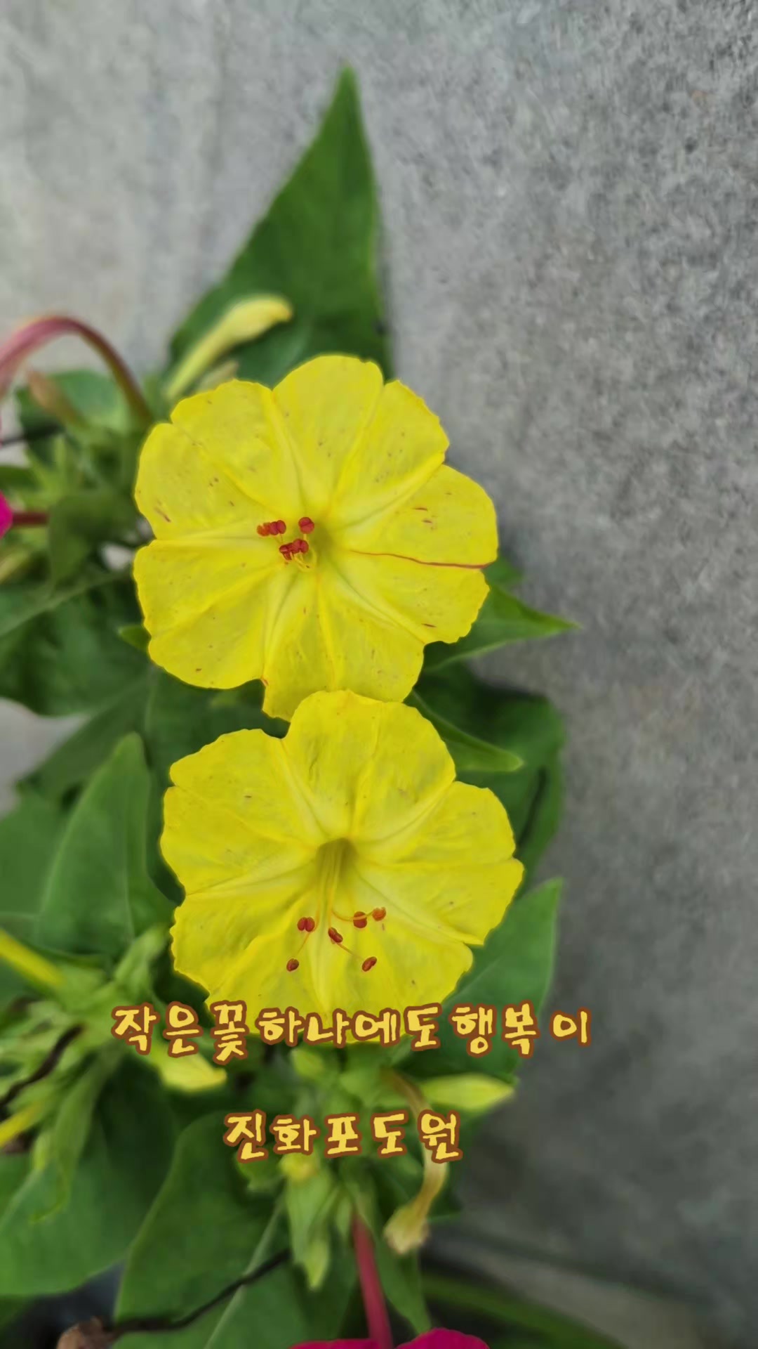 @진화포도원