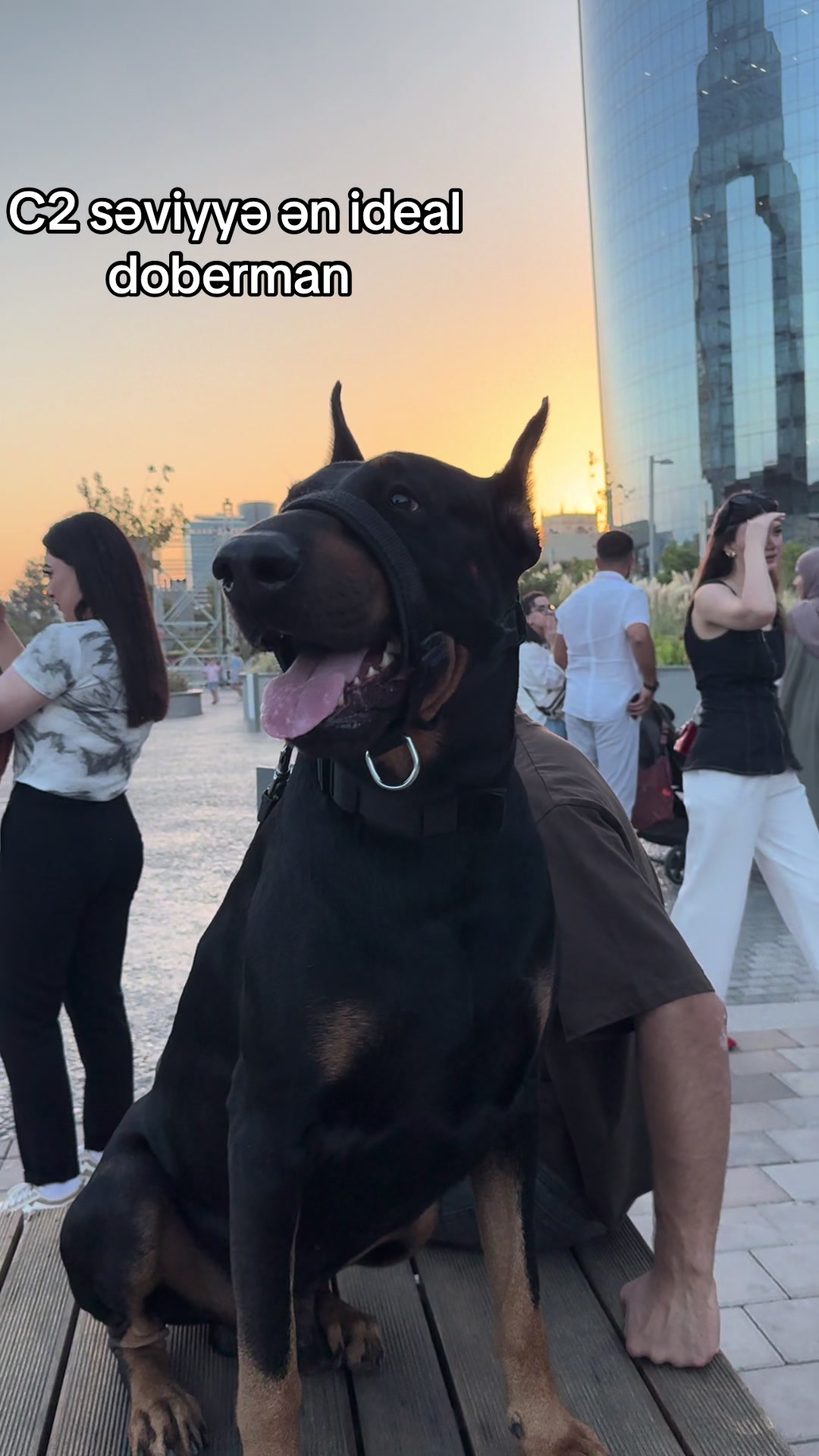 @dobi.baron
