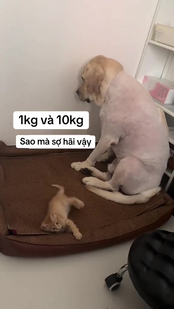 @Skibidi Cat