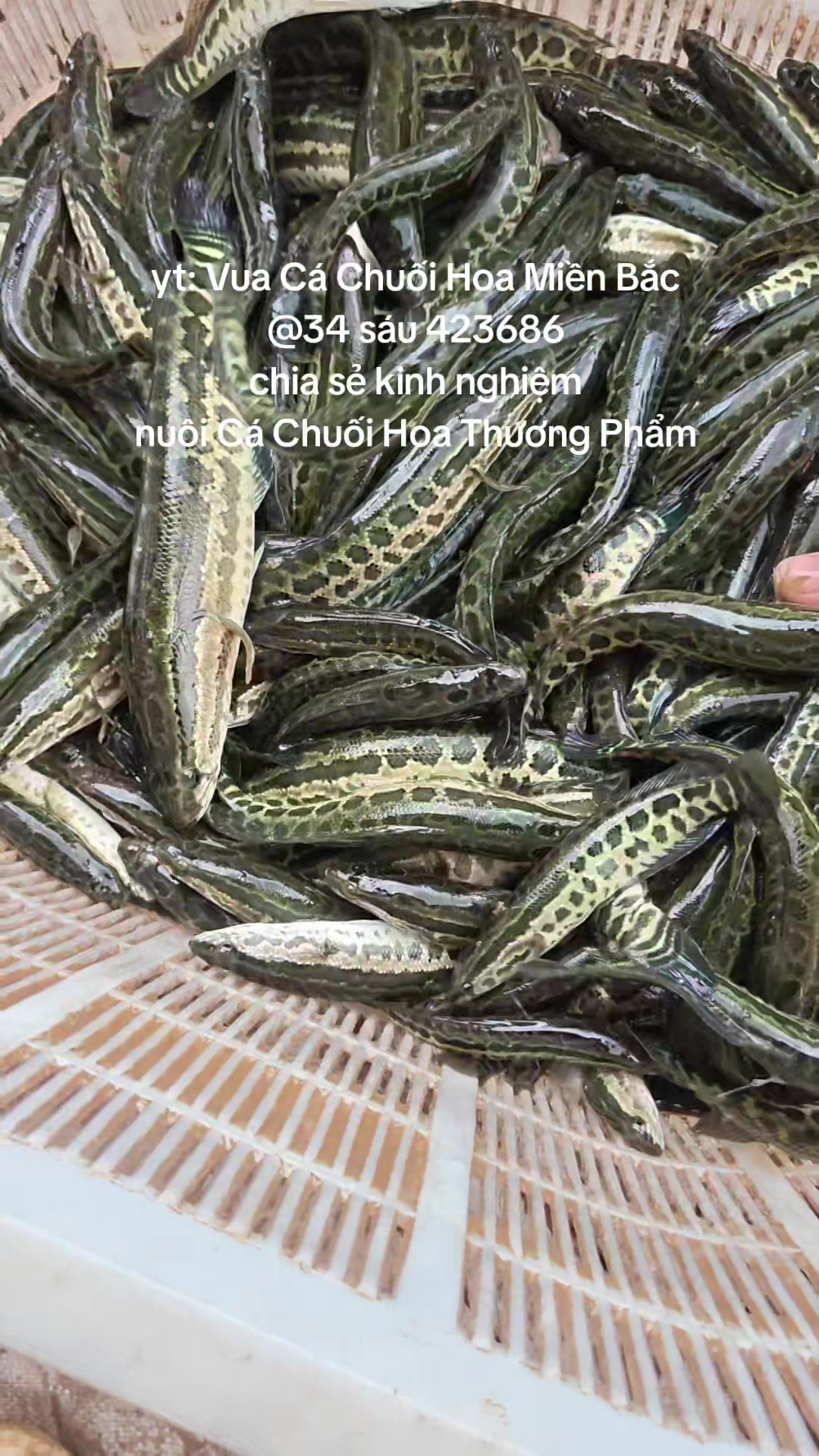 @Cá Chuối Hoa