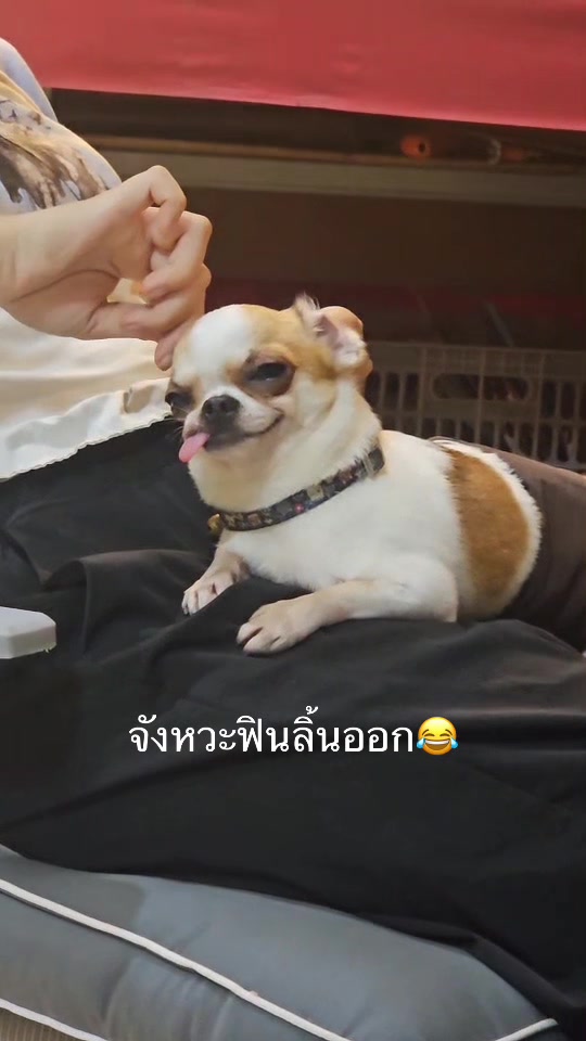 @บิ๊กบอสลูกมีน่า🐶