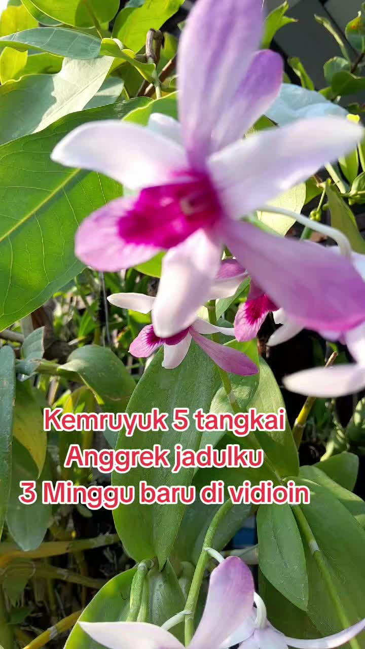 @Ambar healthy herbapedia