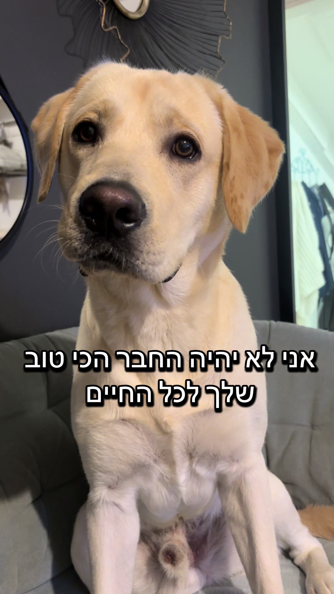 @Buri_The_Labrador