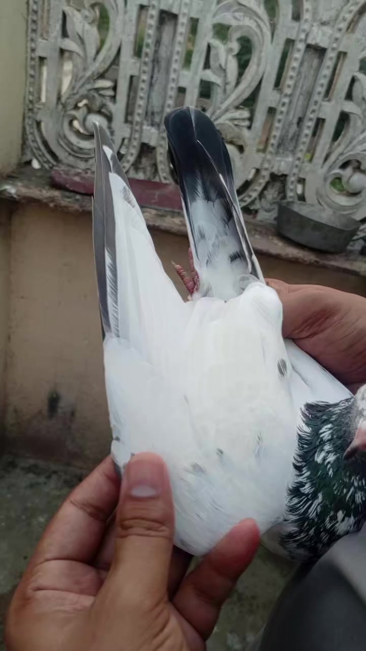 @سکندرپور پیجن👑