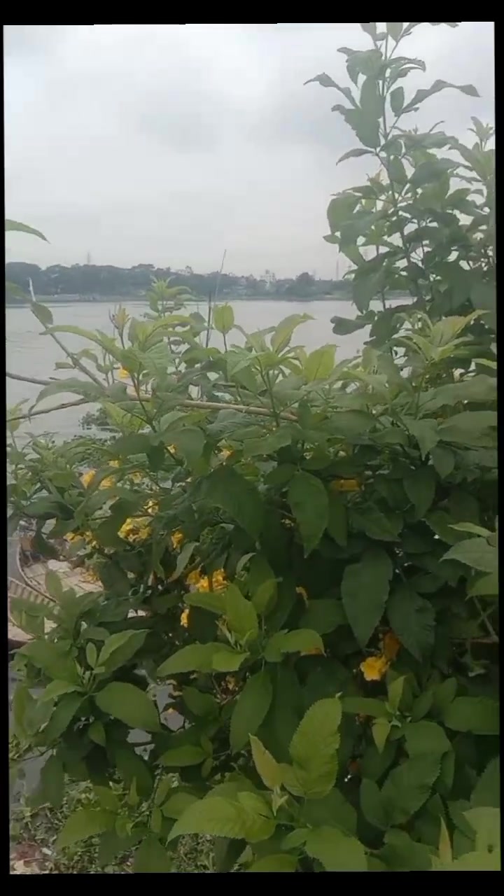 @❤️🥰🥰🥰আসিফ❤️ সন্চিতা❤️🥰m,s❤