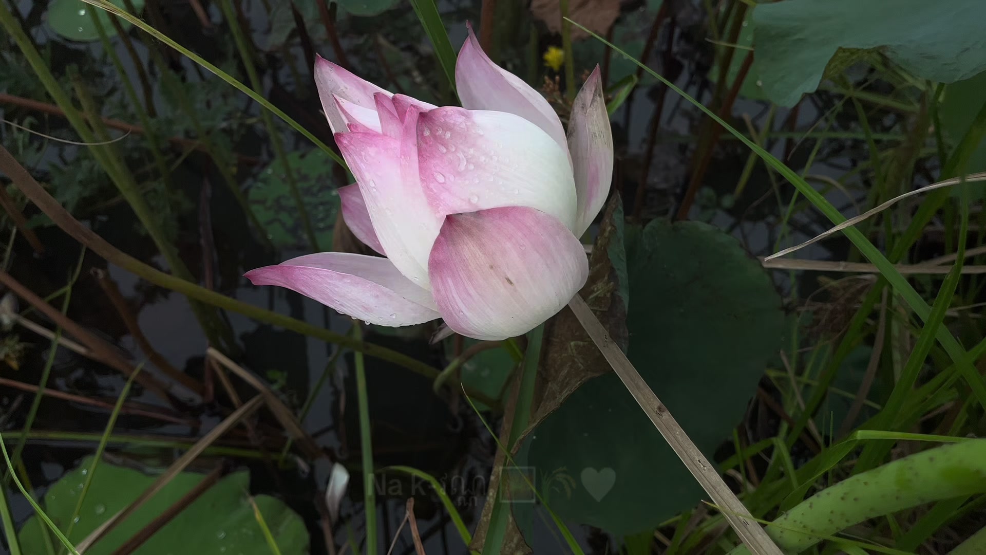 @Na k-វណ្ណៈ