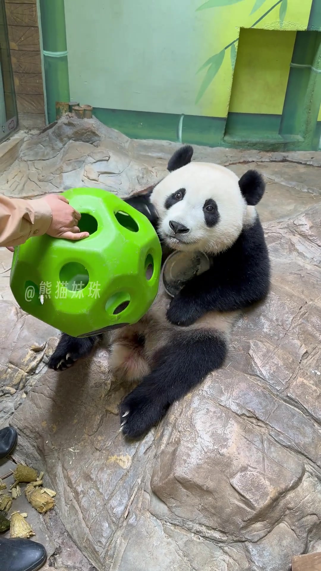 @熊猫妹珠🐼