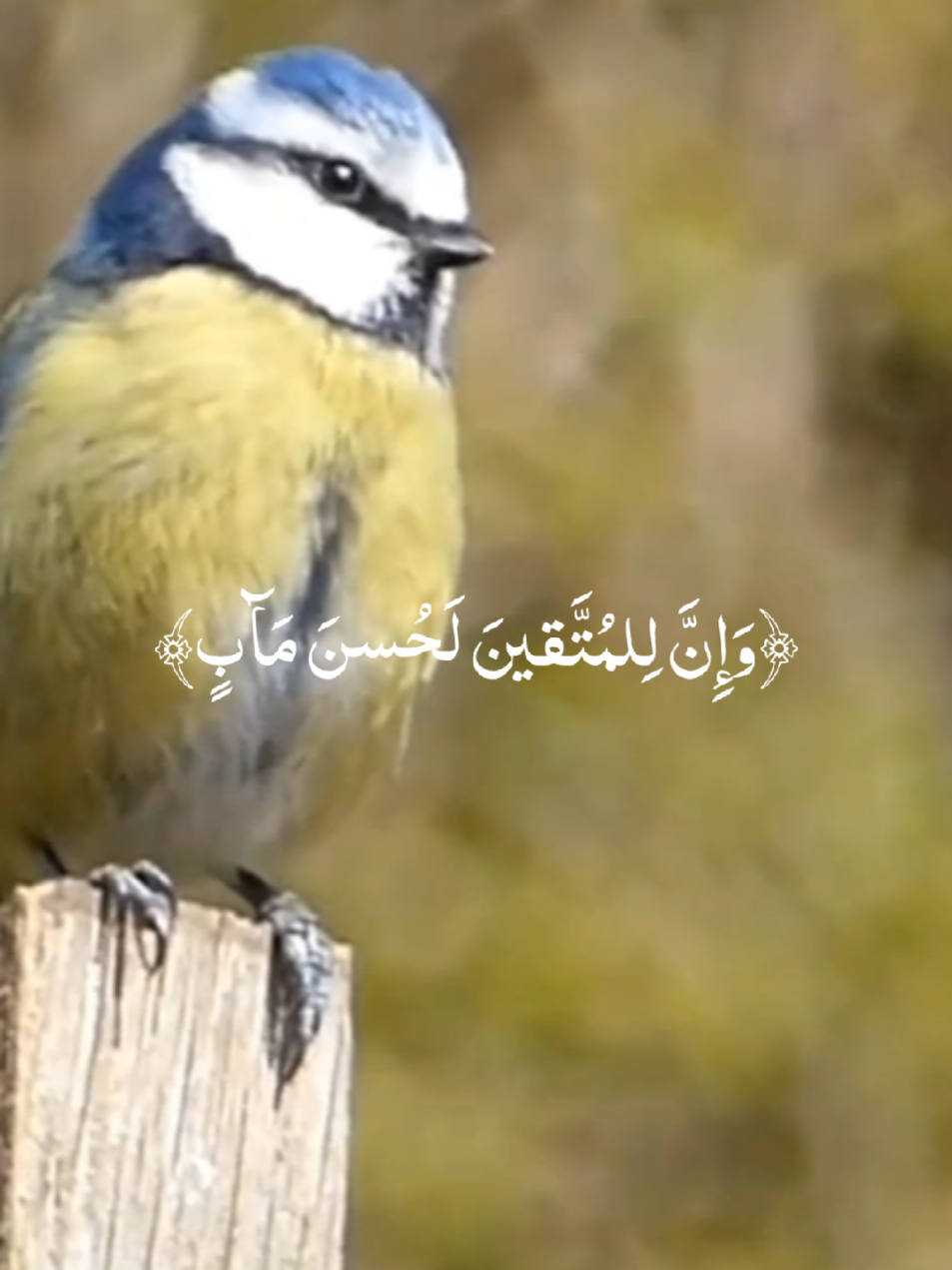@Alhouda
