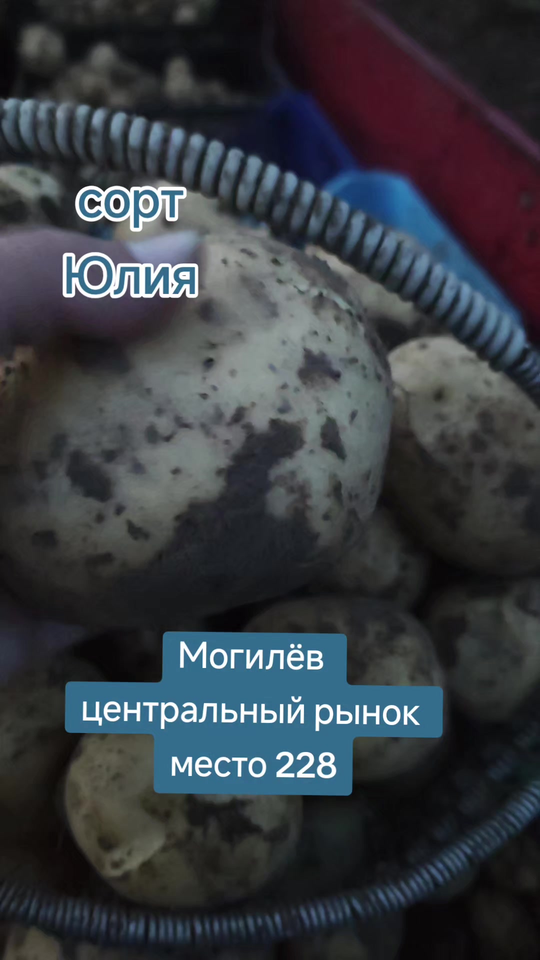 @Картофель Могилёв