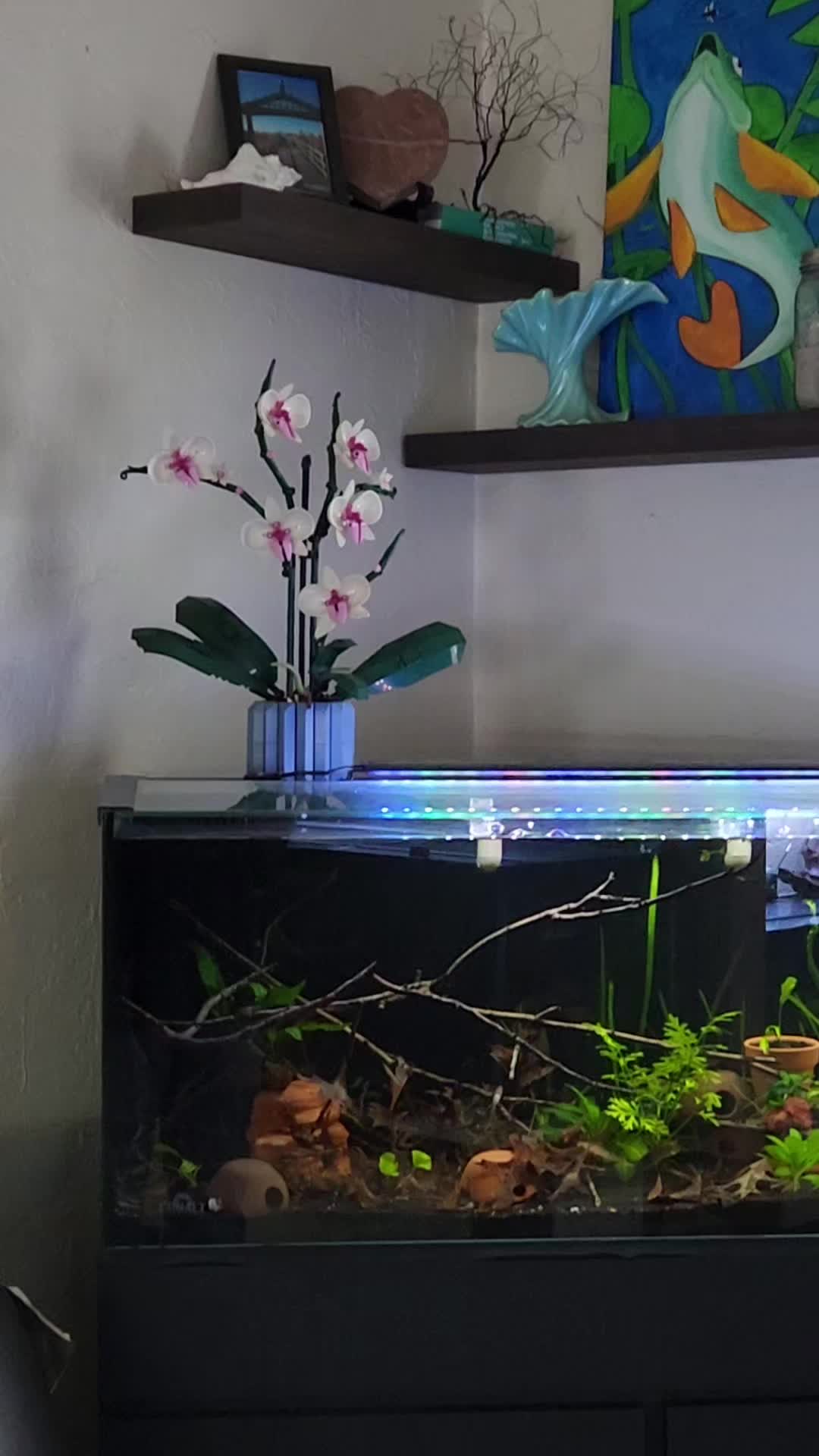 @voyeurs of aquatics