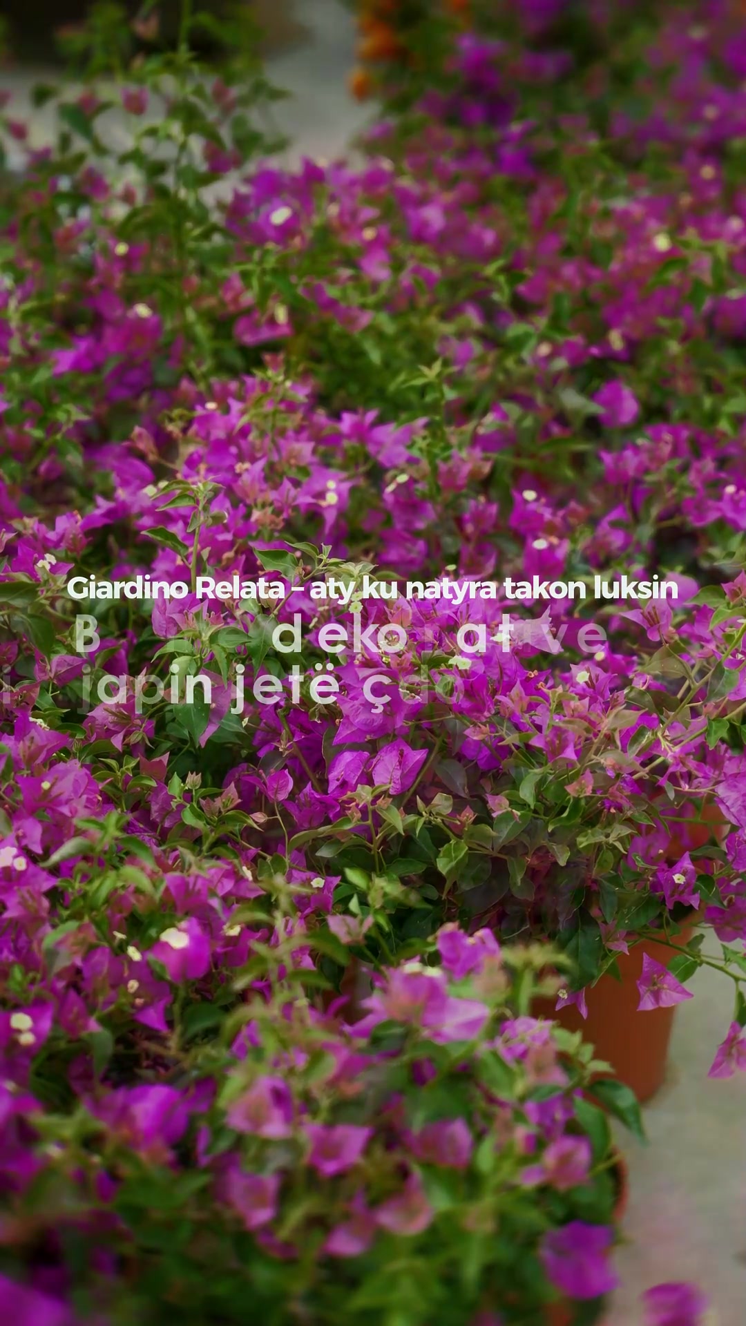 @Giardino Relata