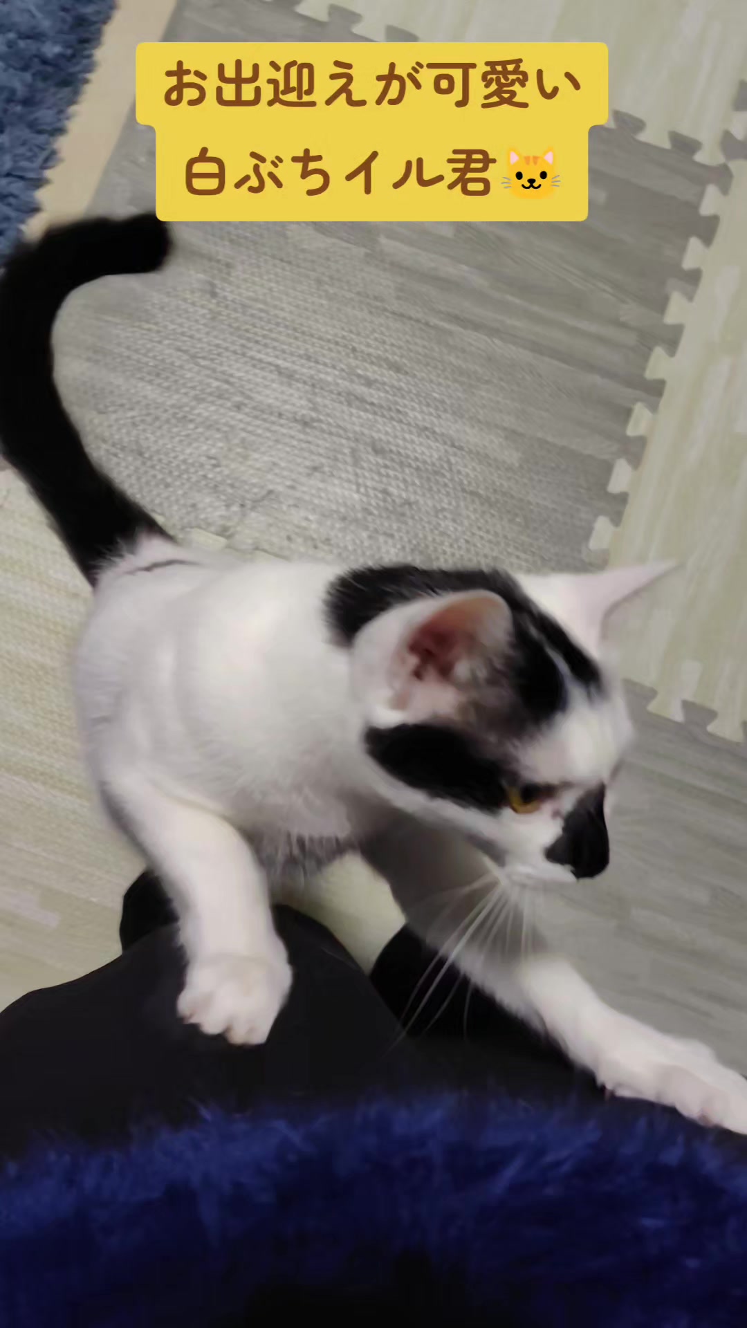 @白ぶちイル君🐱キジトラエル君