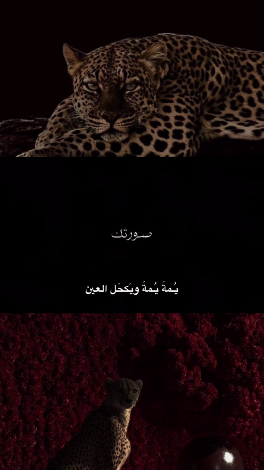 @علي | ١٤١٥ هِـ