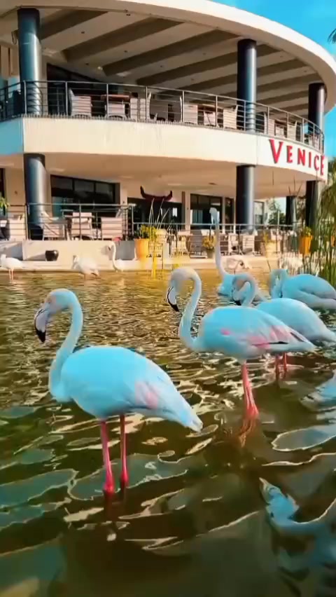 @touqeer 46