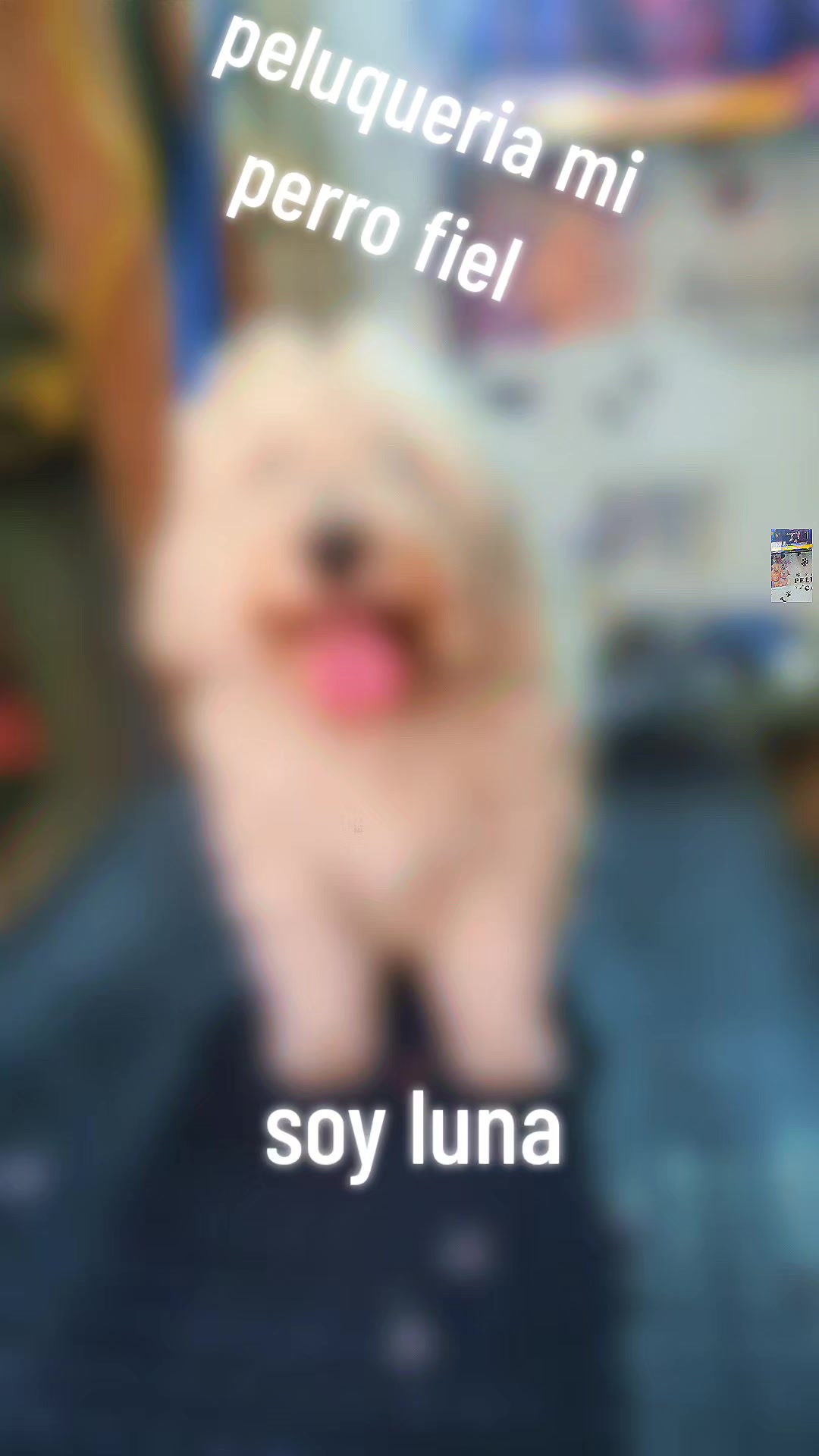 @mi perro fiel