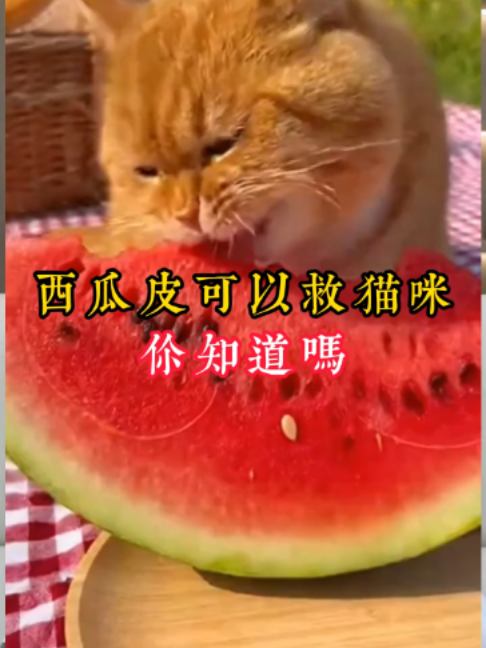 @catology