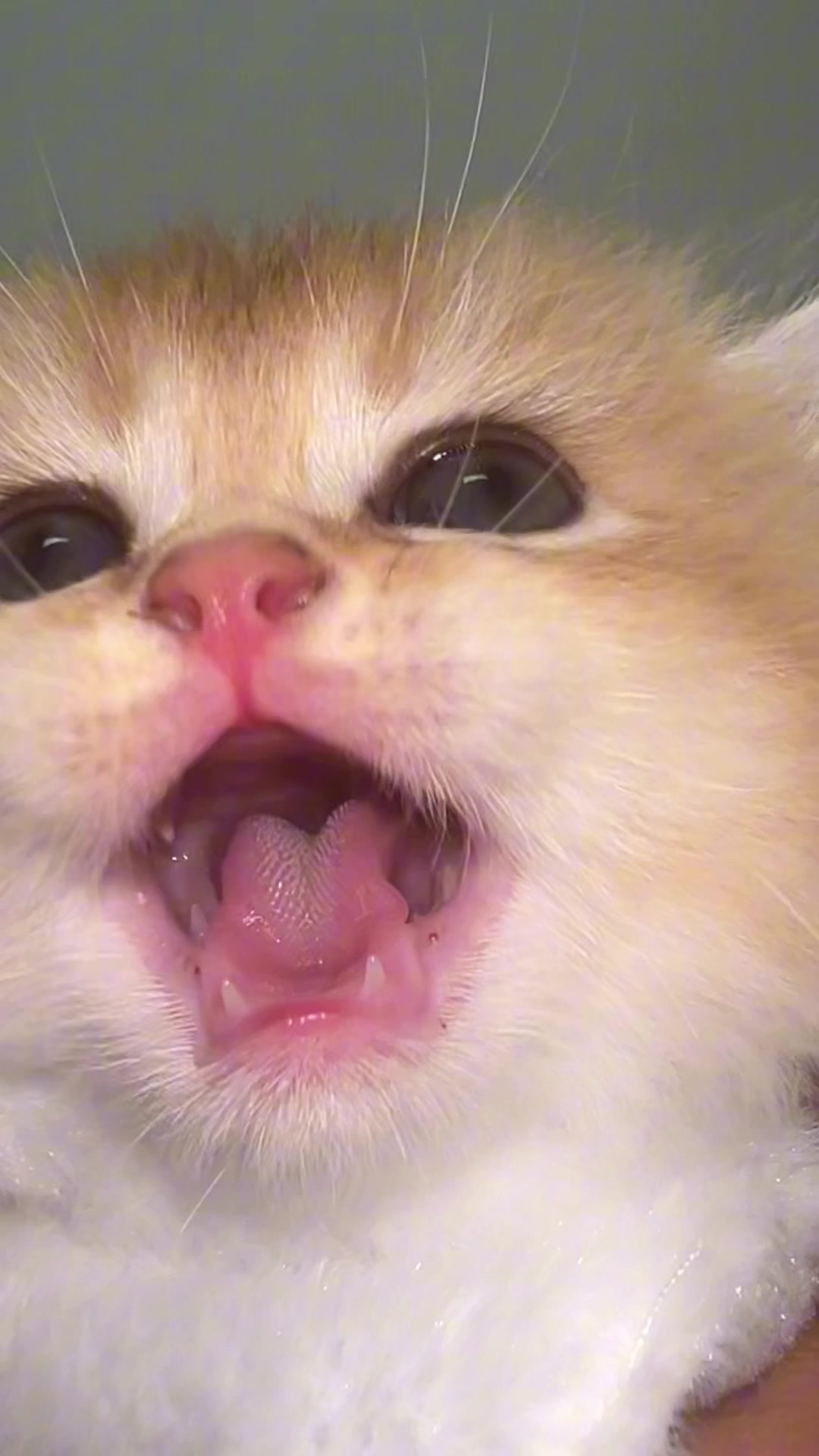 @Soothing Cats😻