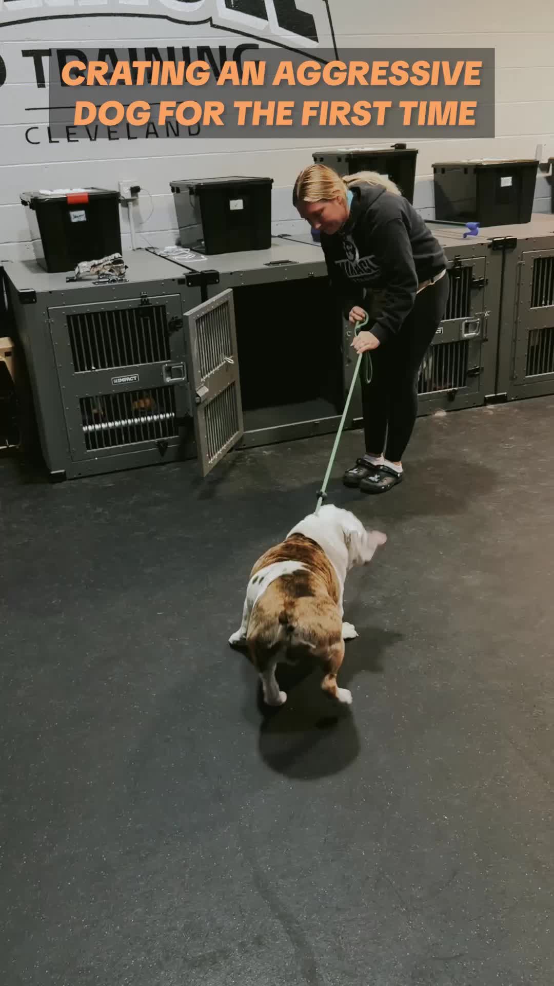 @Miracle K9 Training
