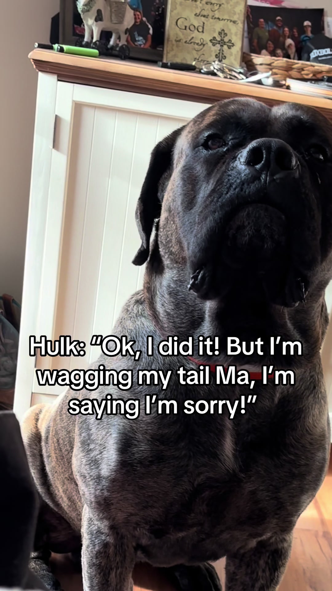 @HULK the mastiff