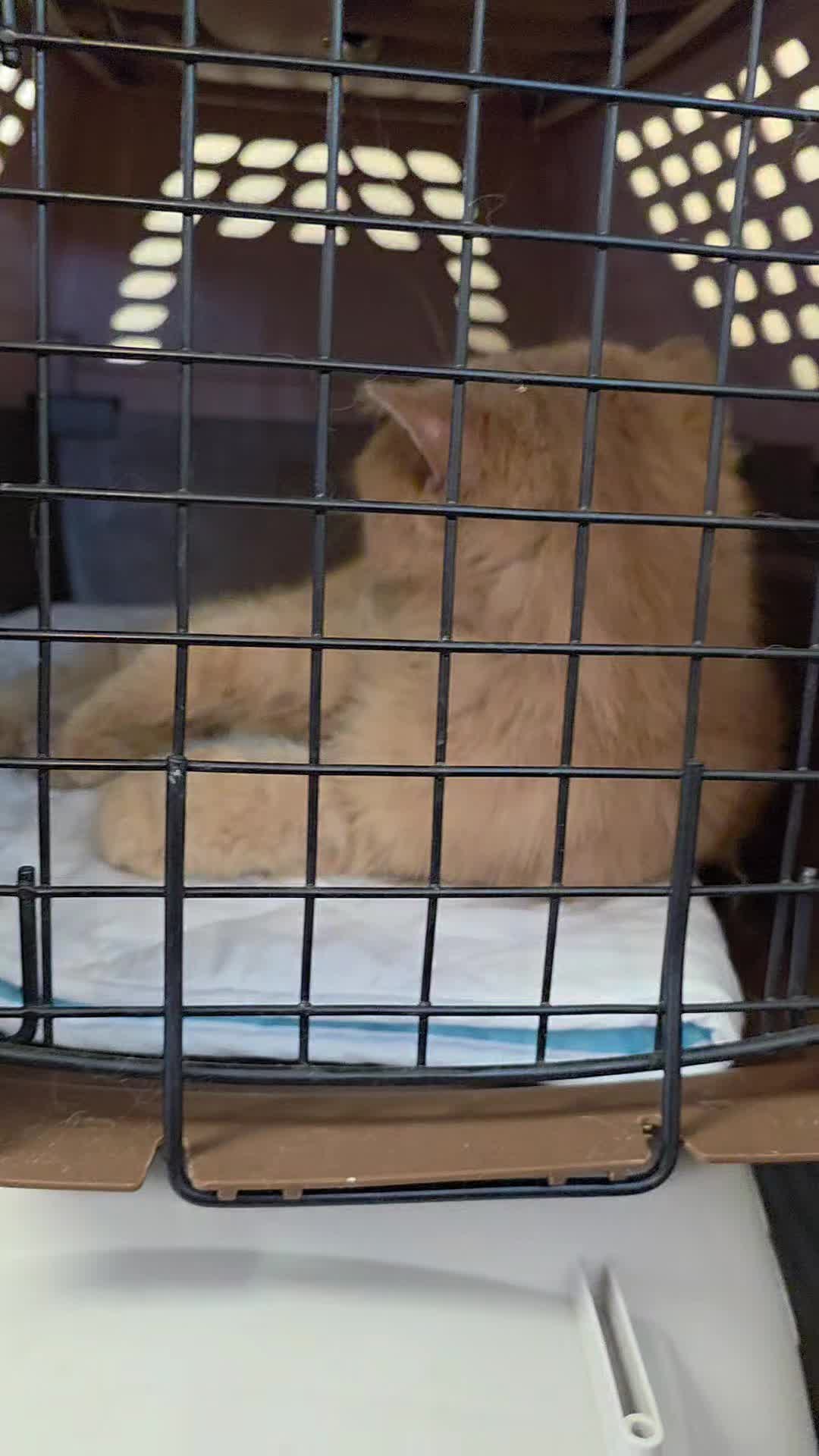 @South Texas Persian Rescue