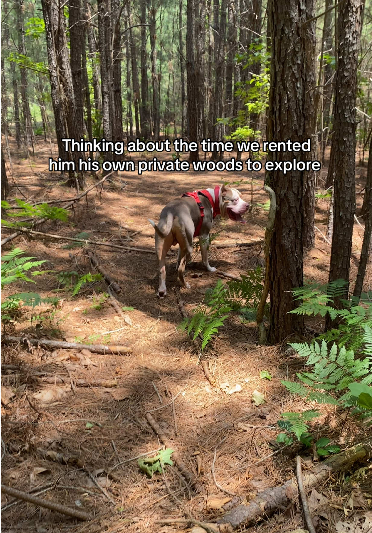 @thepacksvida