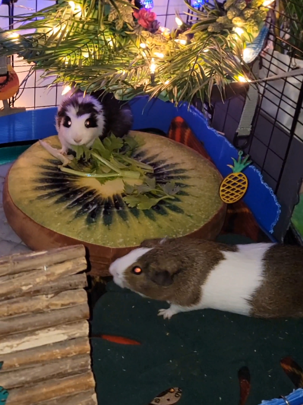 @Dunkin & Donut the guinea pigs