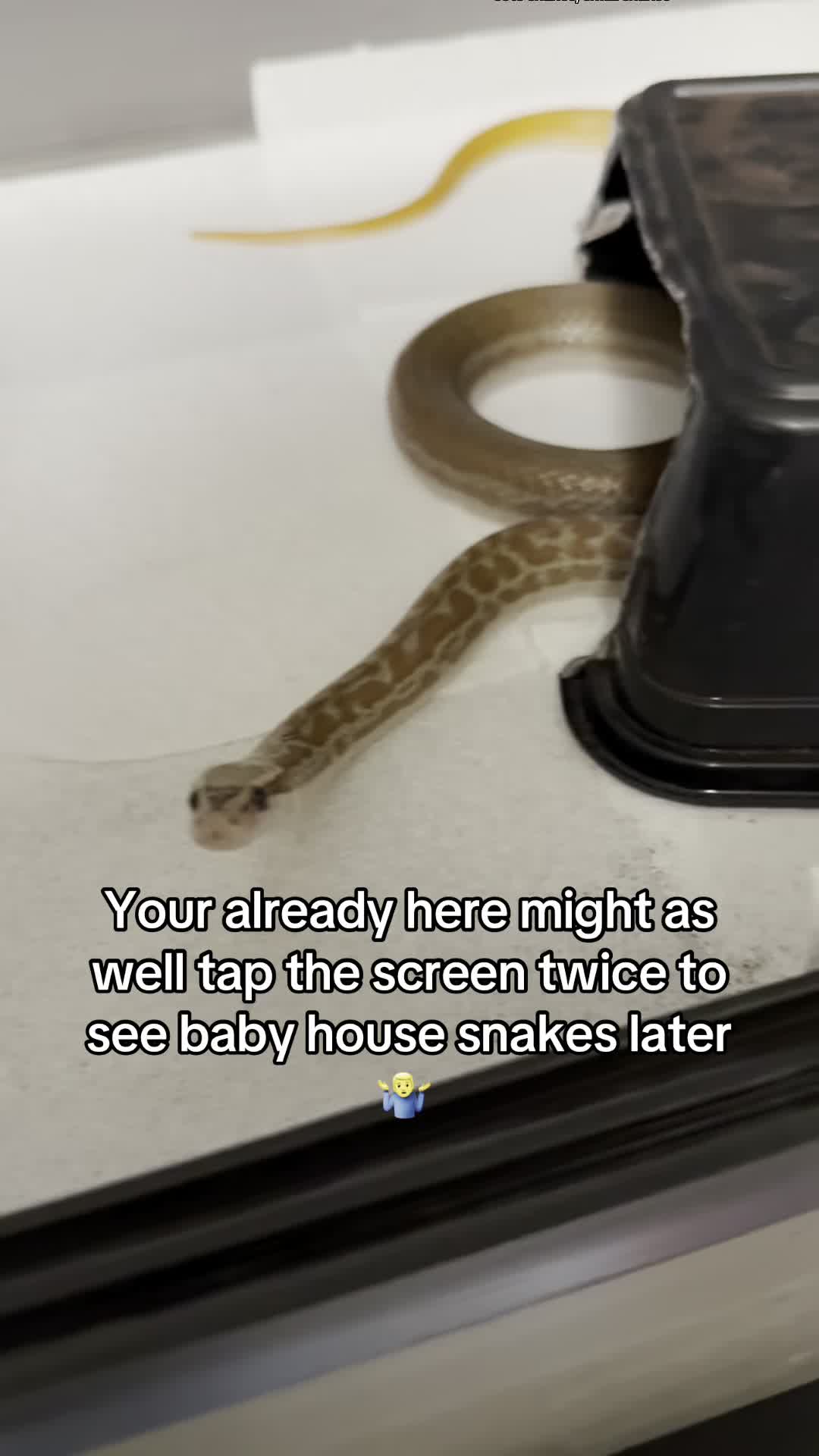 @That Reptile Guy