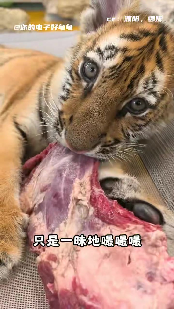 @你的电子好龟龟