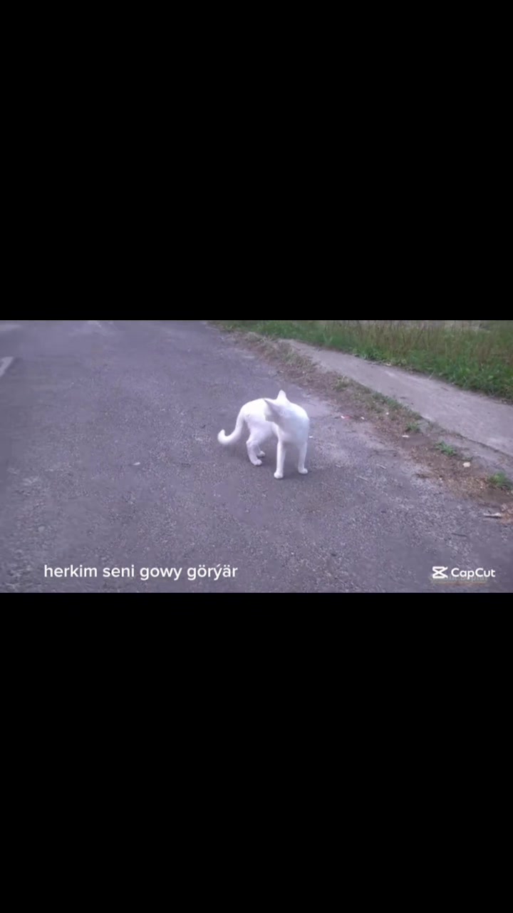 @suleyman