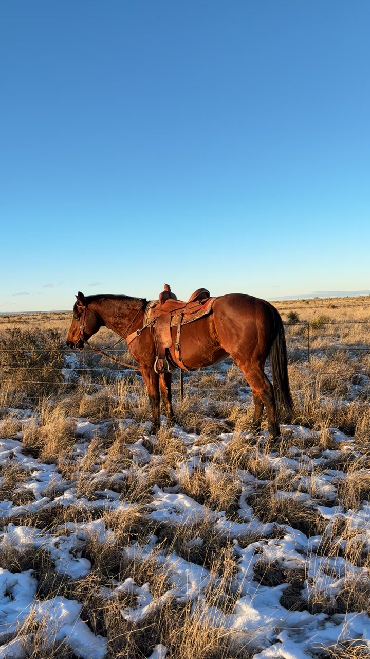 @Torta_Pounder6973