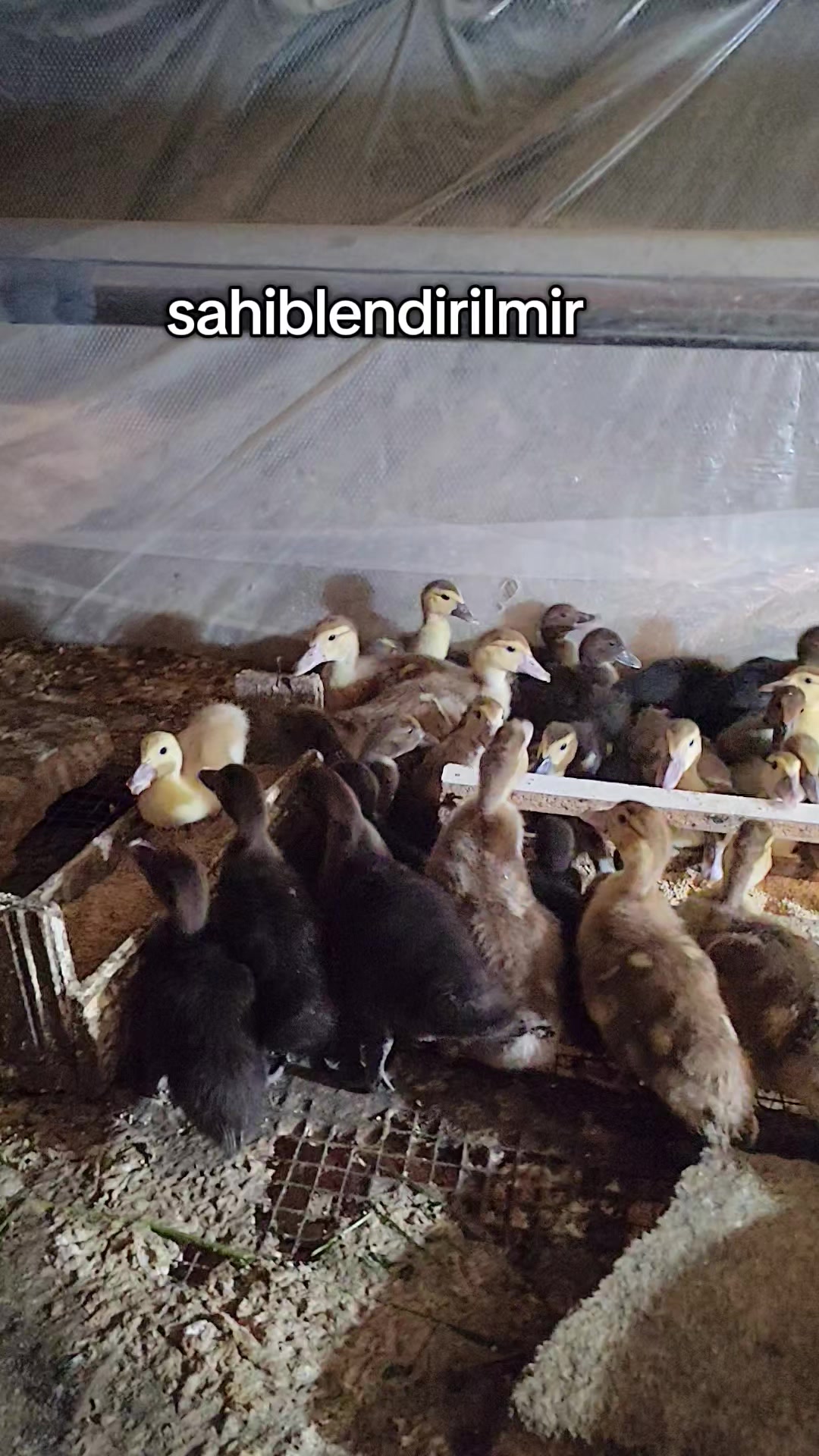 @MAŞTAĞA_QUŞCULUĞ