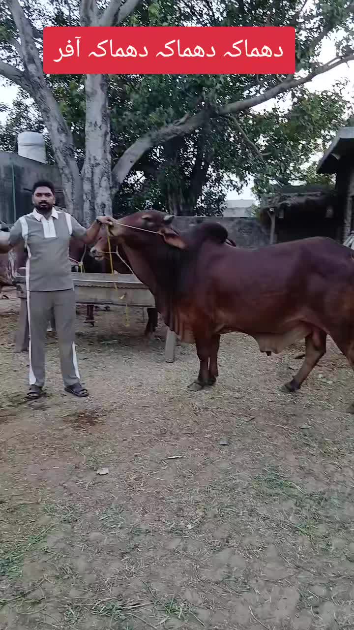 @Farming and Business Ideas