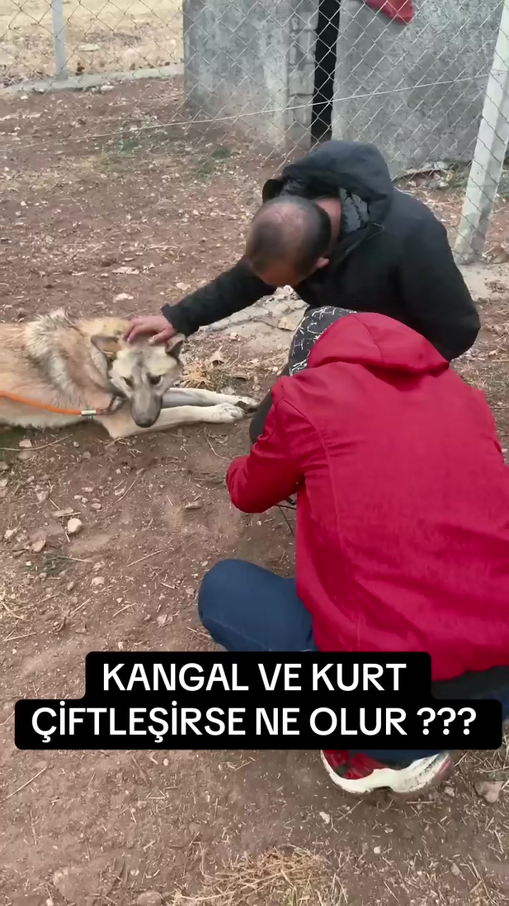 @ANADOLU ASLANLARI🐶🇹🇷