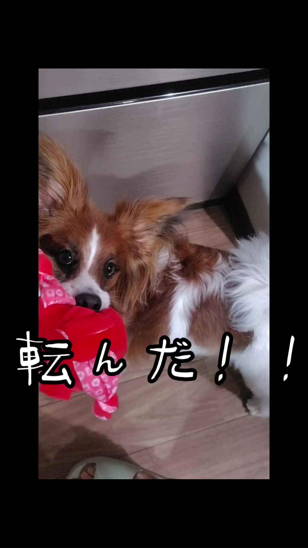 @デカパピひまわり君
